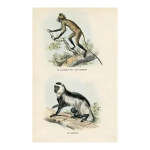 1864, Guereza and Slim Monkey Print, Original Hand-Colored Mammal Lithograph