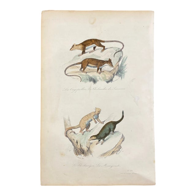 French Antique 18th Century "Le Cayopollin" Animal Engraving Hand Colored Signed Artwork For Sale