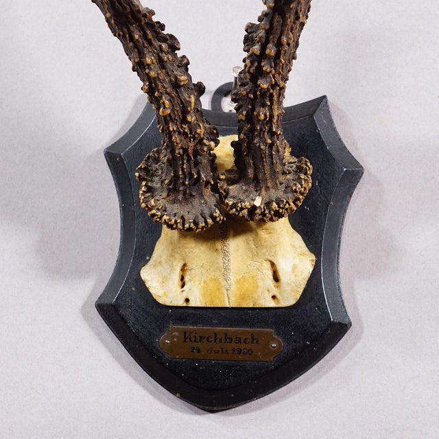 Antique Black Forest Red Deer Trophy on Carved Plaque - Germany 1930 For Sale - Image 4 of 6