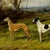 This elegant print of a classic sporting scene by Heywood Hardy features two poised greyhounds set against a peaceful...
