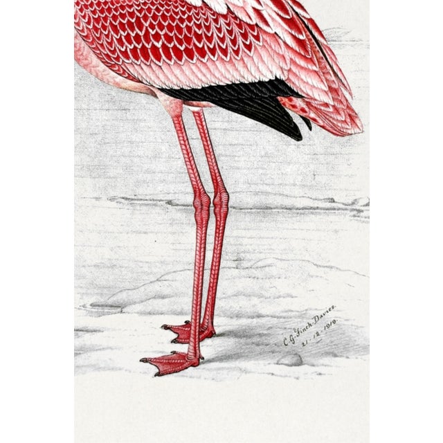 Lesser Flamingo by C. G. Finch-Davies, Vintage Reproduction Bird Art Print, 24" × 36" For Sale - Image 4 of 5