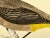 Antique Bird Print From England Showcasing an Impressive Gold-Vented Thrush - Circa 1880 For Sale In Dallas - Image 6 of 11