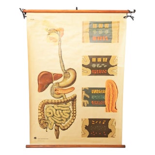 Vintage Training Poster of Intestines, 1940s For Sale