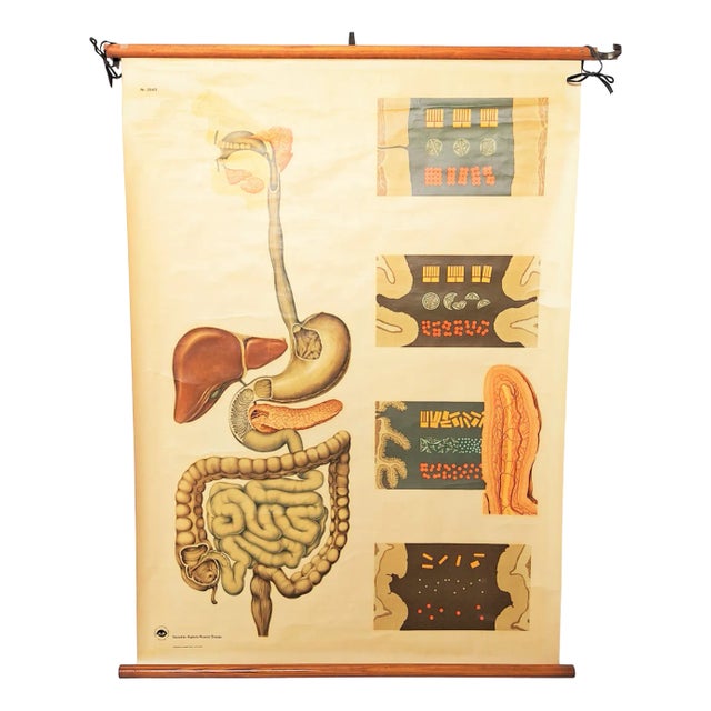 Vintage Training Poster of Intestines, 1940s For Sale