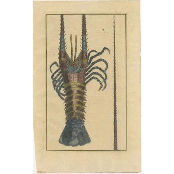 Untitled antique print of a lobster from Indonesia. This print originates from 'Oud en Nieuw Oost-Indiën' by F. Valentijn....