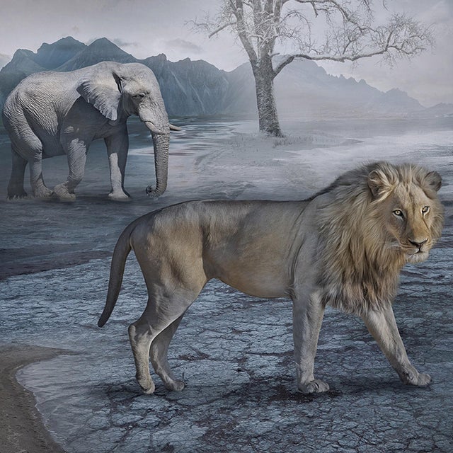 The Last Drop of Water by Marcin Owczarek | Photography - Dye Sublimation on Aluminum depicting animals in a dry landscape For Sale - Image 4 of 5