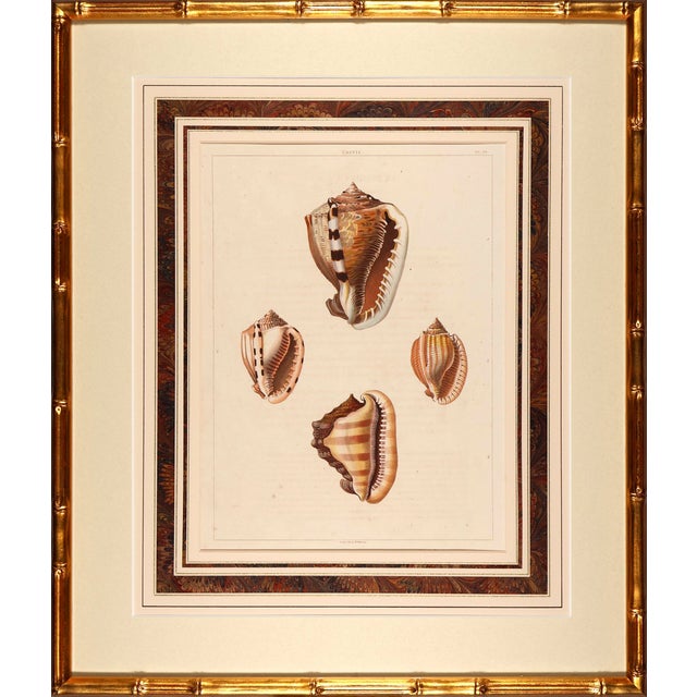 Early 19th Century Original Perry Shell Collection From 1811 Set of 6 Framed in Bamboo For Sale - Image 5 of 11