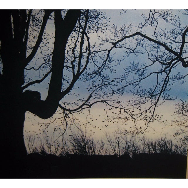 1960s 1962 Sugar Maple Photo by Daniel Farber For Sale - Image 5 of 9