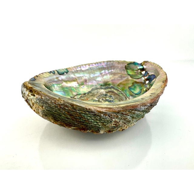 Traditional Vintage Natural Abalone Shell Small Bowl For Sale - Image 3 of 12