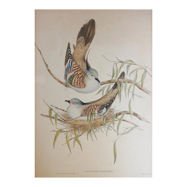 1840s Gould's Crested Pigeon Lithograph From Birds of Australia For Sale
