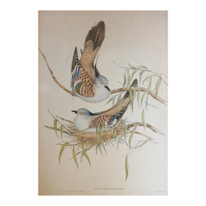 1840s Gould's Crested Pigeon Lithograph From Birds of Australia