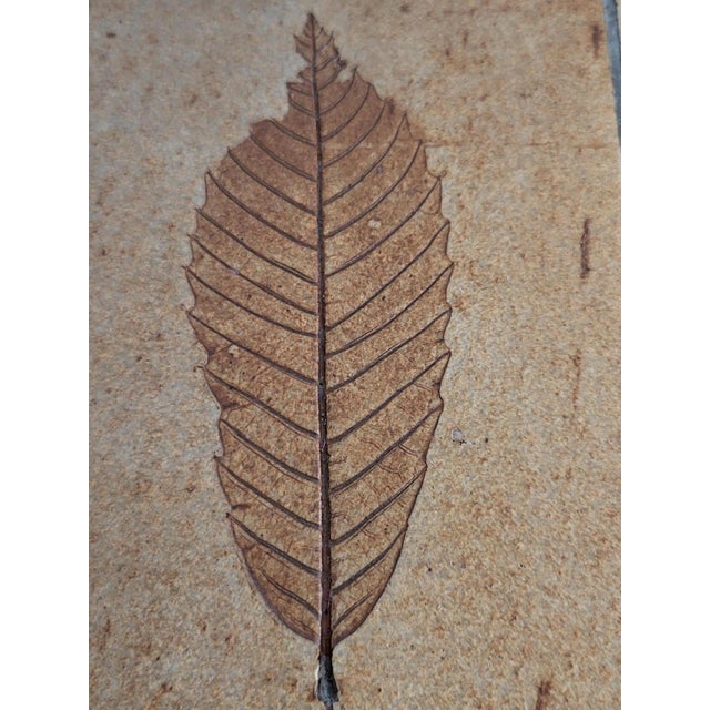 Brown French Riviera Herbarium Coffee Table by Roger Capron, 1970 For Sale - Image 8 of 18