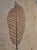 Brown French Riviera Herbarium Coffee Table by Roger Capron, 1970 For Sale - Image 8 of 18