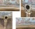 1950s Regency Asymmetrical Boudoir or Parlor Chairs - A Pair For Sale - Image 12 of 12