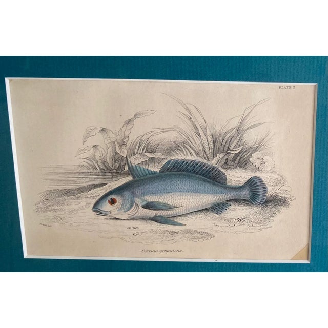 Green Decorative Hand-Tinted Antique Fish Prints With Identification - a Pair, Framed For Sale - Image 8 of 9