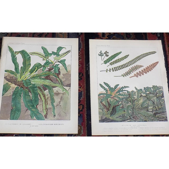 Late 19th Century Authentic Antique 19th Century Large Botanical Fern Chromolithographs - Set of 9 For Sale - Image 5 of 9