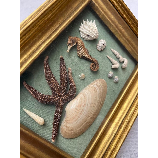 Nautical Antique Framed Sea Curiosities For Sale - Image 3 of 9