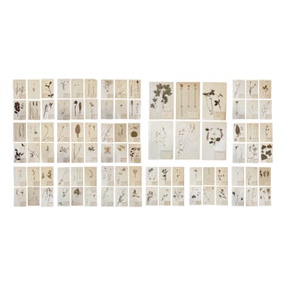 Lot 90 Herbarium Boards Vintage Plant and Flower Decoration by George Bert, France 1940', 1940, Grass For Sale