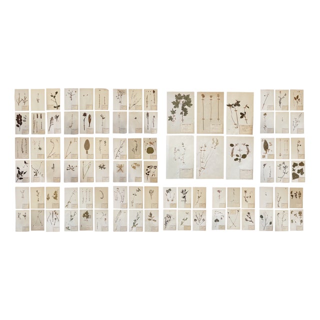 Lot 90 Herbarium Boards Vintage Plant and Flower Decoration by George Bert, France 1940', 1940, Grass For Sale