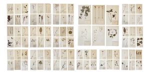 Lot 90 Herbarium Boards Vintage Plant and Flower Decoration by George Bert, France 1940', 1940, Grass