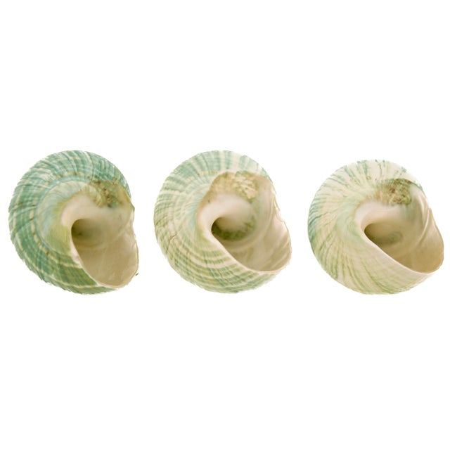 Green Blue Turbo Shells – Set of 3 For Sale In Chicago - Image 6 of 6