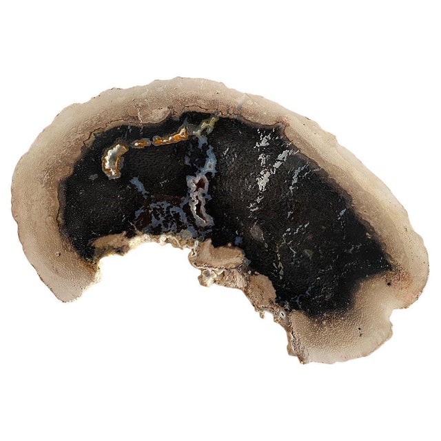 Andrianna Shamaris Rare Palm Petrified Wood Slab For Sale - Image 15 of 18