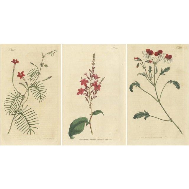 Curtis, Crane's Bill, Leadwort, Ipomoea, 1794, Prints, Set of 3 For Sale - Image 6 of 6