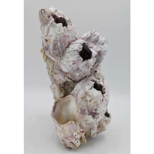 Vintage Organic Modern Coastal Barnacle Conglomerate Sculpture For Sale In Tulsa - Image 6 of 11