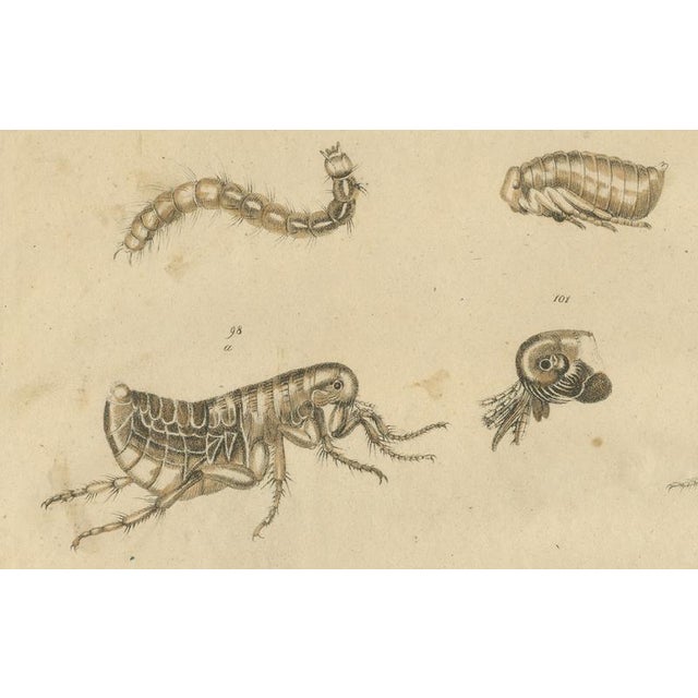 Brodtmann, Fleas, Tarantula & Spiders, 1816, Lithograph For Sale - Image 4 of 11