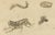 Brodtmann, Fleas, Tarantula & Spiders, 1816, Lithograph For Sale - Image 4 of 11