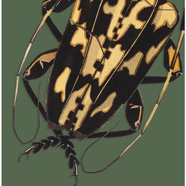 The series was produced by CFA editions from original pochior prints by E.A. Seguy. The series of insects that Seguy...