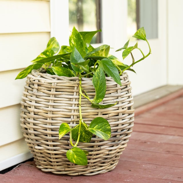 Tan Artifacts Rattan Round Belly Planter with Black Plastic Insert, Natural, 13" For Sale - Image 8 of 9
