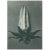 An exquisite original period black-and-white Photogravure N64 of Michauxia campanuloides, Michaux's Bell-flower, Bud,...