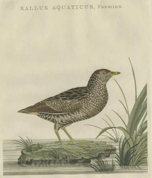 Antique Bird Print of the Female Water Rail Bird by Sepp & Nozeman, 1797