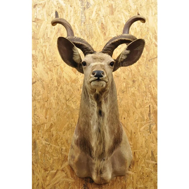 Vintage Greater Kudu African Shoulder Mount Large Taxidermy For Sale - Image 12 of 12