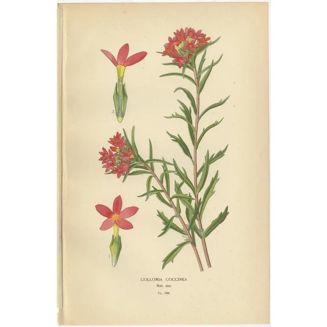 Late 19th Century Original Botanical Prints, 1897, Set of 4, Paper For Sale - Image 5 of 10
