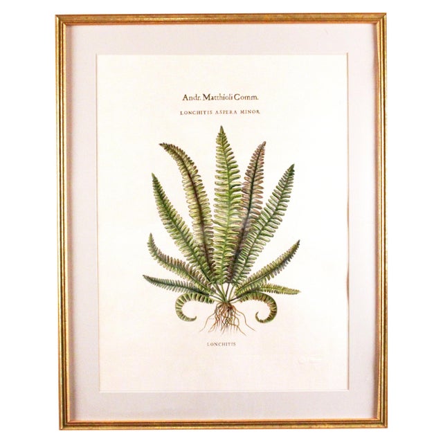 Andr. Matthioli Comm. Trichomanes Fern print Trichomanes is a genus of ferns in the family Hymenophyllaceae, termed...