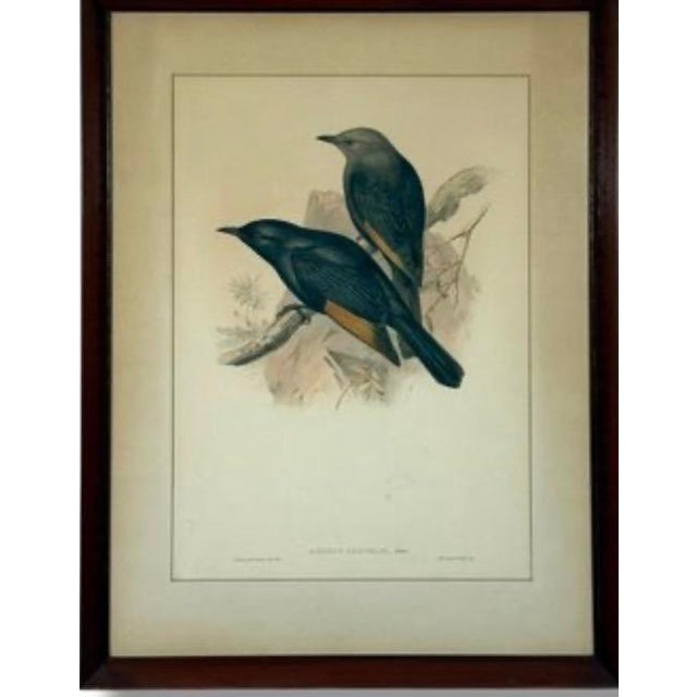 Printmaking Materials Original 19th Century John Gould & Henry Richter Hand-Colored Lithograph - Amydrus Tristrami For Sale - Image 7 of 10