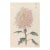 Pink Chrysanthemum, Vintage Japanese Botanical Art Print, 36" X 54" For Sale