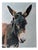 Unknown, Oil on Panel, Portrait of a Donkey, 20th Century, 1990s, Oil For Sale