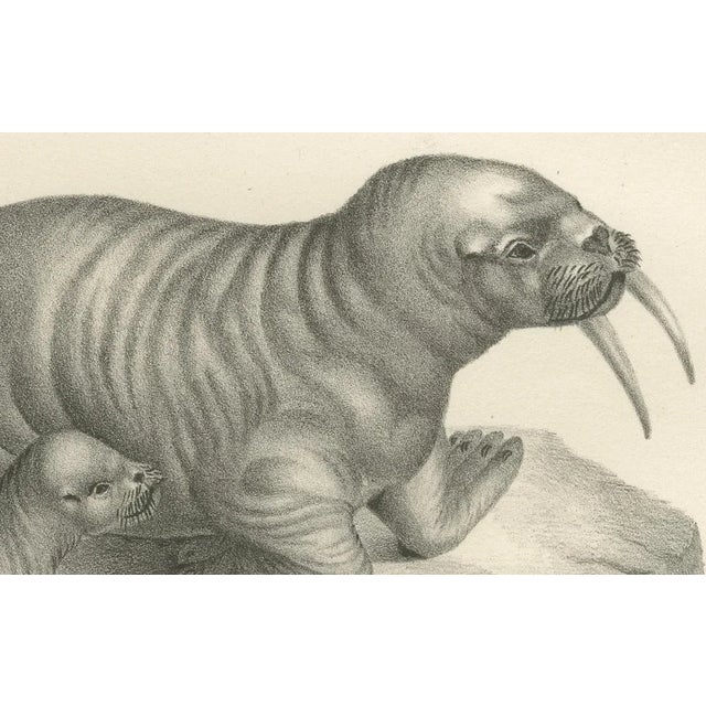 Walruses in Arctic Habitat with Calf Illustration, 1836, Paper For Sale - Image 6 of 11