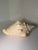 Ivory Vintage Caribbean Queen Conch Shell – Bahamas Coastal Style, Circa 1970's For Sale - Image 8 of 8