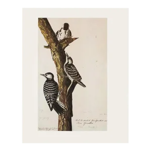 1966 Vintage Cottage Print "Red-Cockaded Woodpecker" After John James Audubon