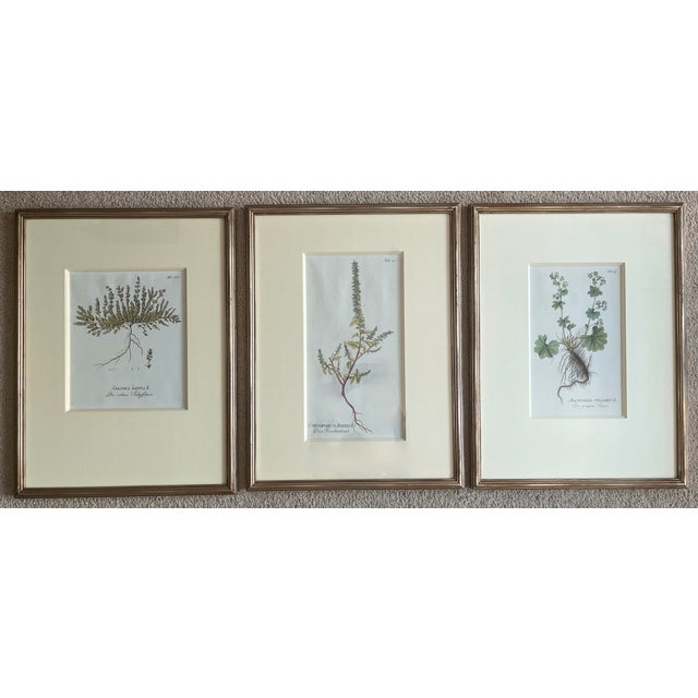 Wood Antique Botanical Prints -Custom Framed-Adolphus Ypey-Set 3 For Sale - Image 7 of 7