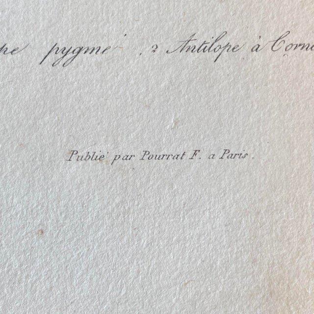 Paper French Antique 18th Century "Antilope" Engraving Hand Colored Artwork For Sale - Image 7 of 8