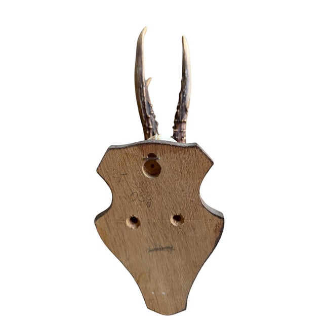 1940s Roe Deer Trophy 154 Black Forest Antlers Mount For Sale - Image 5 of 5