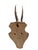 1940s Roe Deer Trophy 154 Black Forest Antlers Mount For Sale - Image 5 of 5