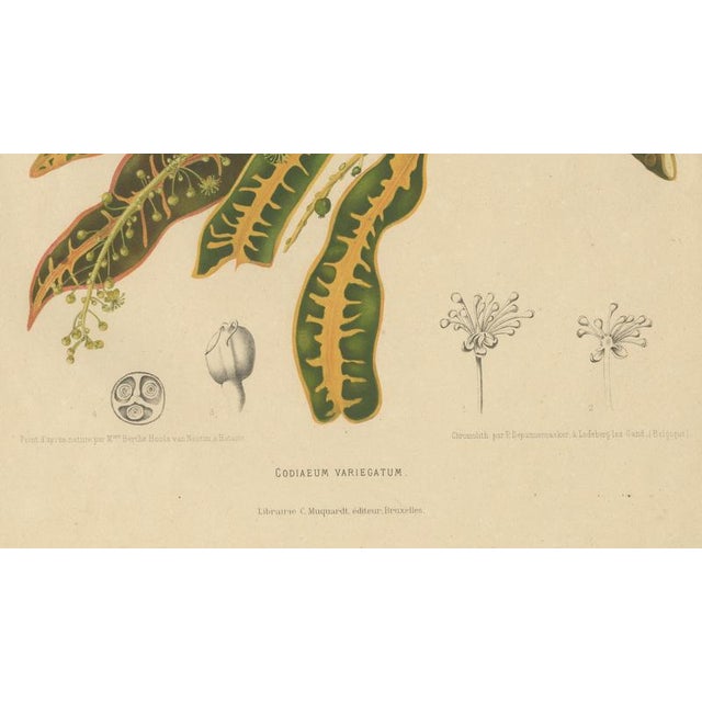 Gold Berthe Hoola van Nooten, Garden Croton (Joseph's Coat), 1880, Chromolithograph For Sale - Image 8 of 9