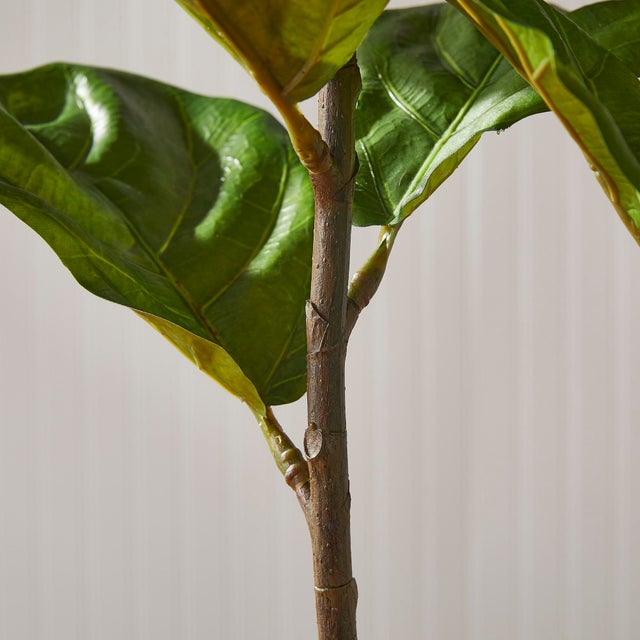 Kenneth Ludwig Chicago Fiddle Leaf Fig Potted 43" For Sale - Image 4 of 6