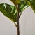 Kenneth Ludwig Chicago Fiddle Leaf Fig Potted 43" For Sale - Image 4 of 6